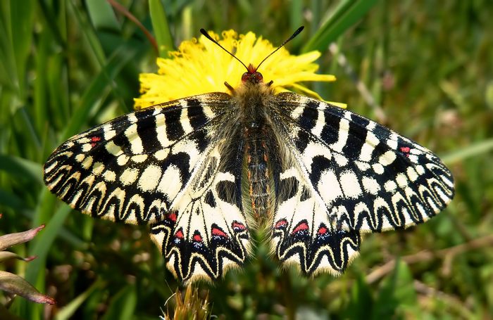 Farfalle della Val Nerina (e dintorni)